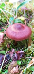 Cortinarius sanguineus