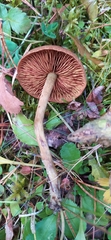 Cortinarius sanguineus