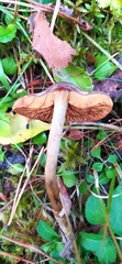 Cortinarius sanguineus