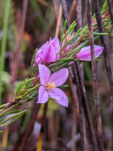 Boronia stricta Bartl.