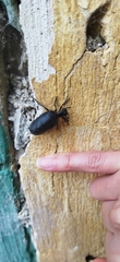 Meloinae