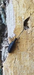 Meloinae
