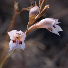 Gladiolus martleyi