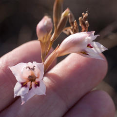 Gladiolus martleyi