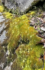 Pterostylis crispula