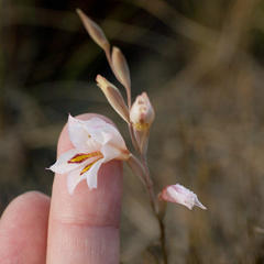 Gladiolus martleyi