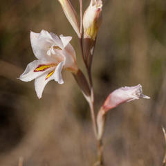 Gladiolus martleyi