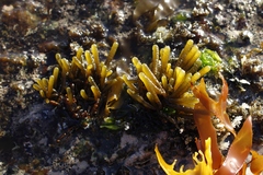 Splachnidium rugosum