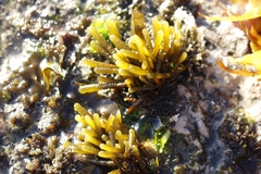 Splachnidium rugosum