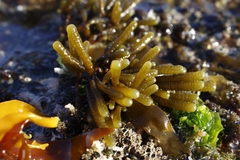 Splachnidium rugosum