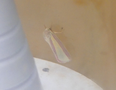 Oncocera semirubella