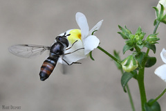 Betasyrphus intersectus