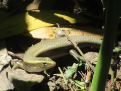 Eutropis carinata