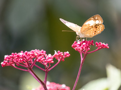 Cupha erymanthis lotis