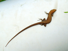 Algyroides moreoticus