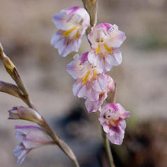Gladiolus martleyi