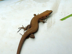 Algyroides moreoticus