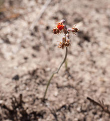 Tulbaghia alliacea
