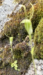 Pterostylis crispula