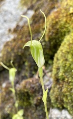 Pterostylis crispula