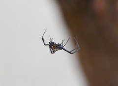 Leucauge fastigata