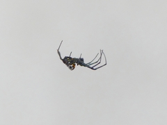 Leucauge fastigata