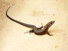 Algyroides moreoticus