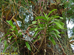 Cleisostoma paniculatum