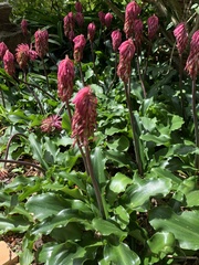 Veltheimia