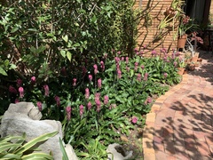 Veltheimia