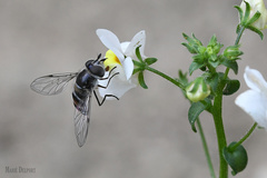 Betasyrphus intersectus