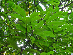 Machilus zuihoensis mushaensis