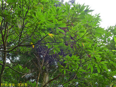 Machilus zuihoensis mushaensis