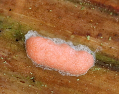 Reticularia jurana