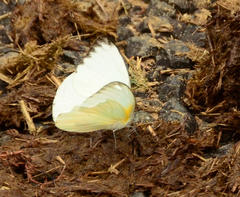 Appias epaphia contracta