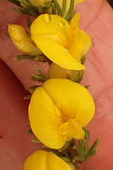 Aspalathus glabrescens