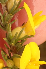 Aspalathus glabrescens