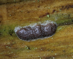 Reticularia jurana