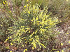 Aspalathus glabrescens