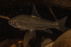 Hesperoleucus symmetricus