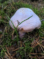 Cortinarius camphoratus
