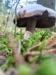 Cortinarius camphoratus