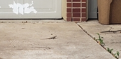 Sceloporus olivaceus