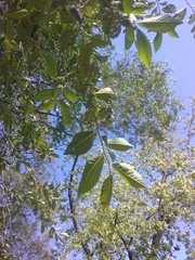 Ulmus