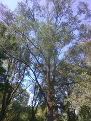 Ulmus