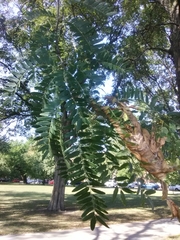 Gleditsia triacanthos