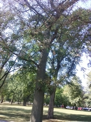 Gleditsia triacanthos