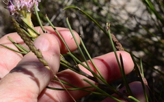 Serruria linearis