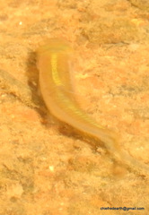 Actinopterygii