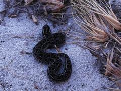 Bitis atropos